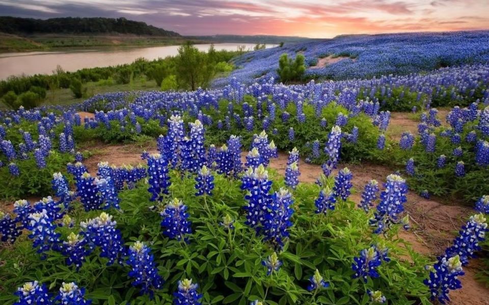 Texas bluebonnets